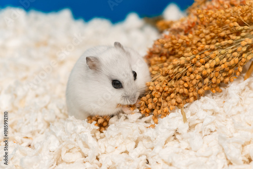 Pet rodent stripping seeds from the millet panicle to make hoards in a hidden place