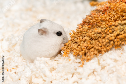 Hungry Djungarian hamster with ears pressed against its head is eating grain from the proso millet panicle, side view