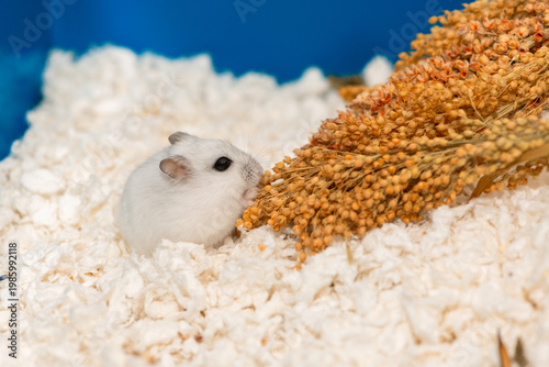 Djungarian hamster sitting on paper shavings near a proso millet panicle, side view