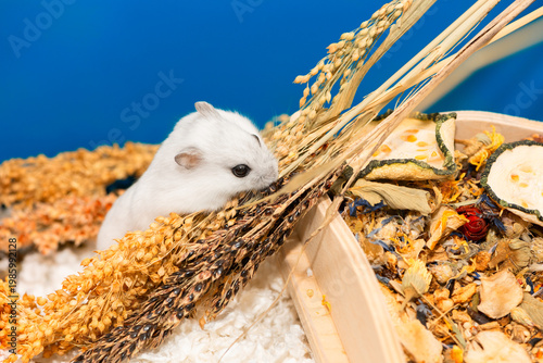 Djungarian hamster is hoarding grain from a black sorghum panicle into its cheek pouches