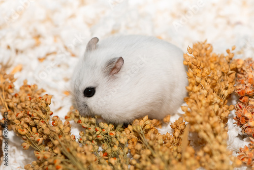 Cute Djungarian hamster is hoarding seeds from a proso millet panicle into its cheek pouches, side view