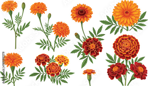 Marigold Flower Vector Set with Orange and Red Blossom Variations Leaves Buds and Botanical Elements Collection for Floral Design and Garden Illustration