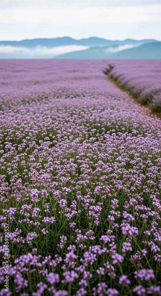 Obraz premium Vibrant Field of Purple Flowers with Mountain Backdrop.
