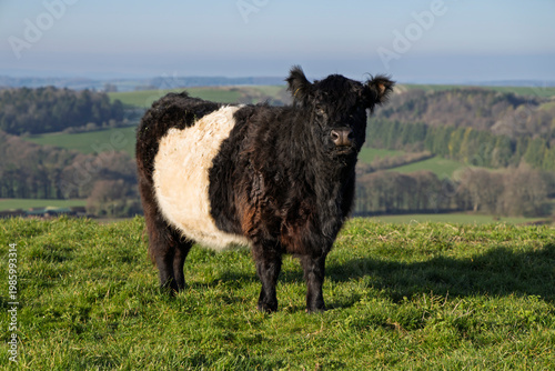 Belted Galloway in field on Beacon Hill, near Highclere, Hampshire, England, United Kingdom, Europe