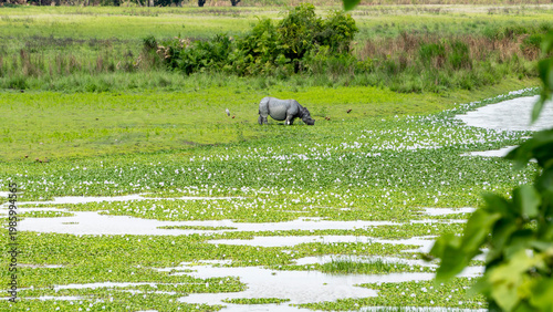 Side view of a one horned Rhino grazing at a wetland in Kaziranga National Park Assam-2