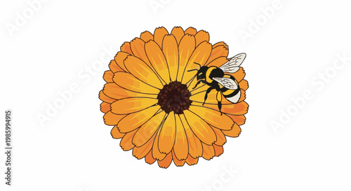 Close-up of a bee on a bright orange daisy-like flower