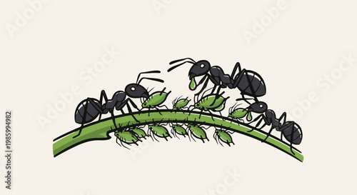 Cartoon black ants tending to small green aphids on a plant stem