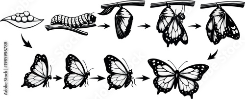 Butterfly life cycle vector set with caterpillar chrysalis and flying butterflies detailed metamorphosis stages isolated black illustration