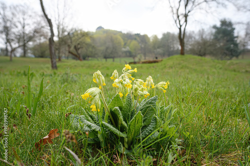 Primula veris  is spring flower