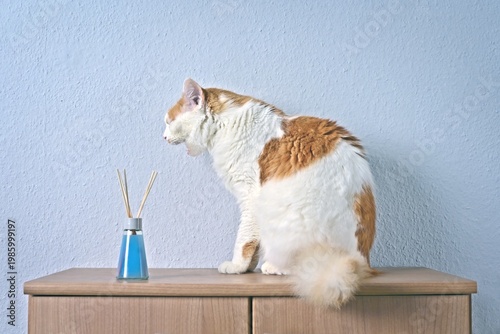 Longhair cat sitting beside a air freshener and making a disgusted face. 	