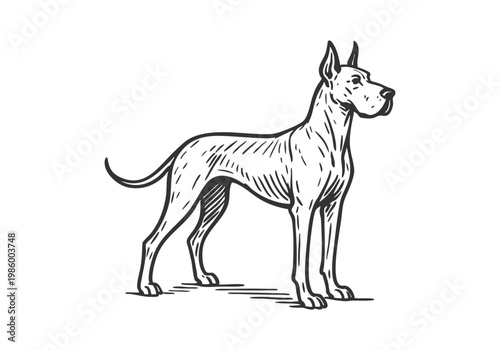 Great Dane dog sketch hand drawn simple vector illustration