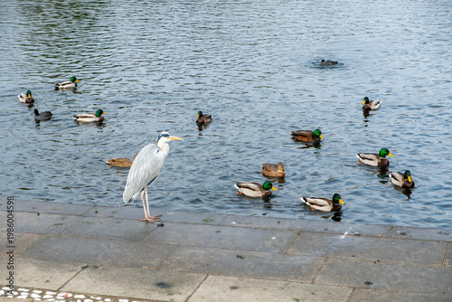 Foto Reiher und Enten im Schloßpark Charlottenburg