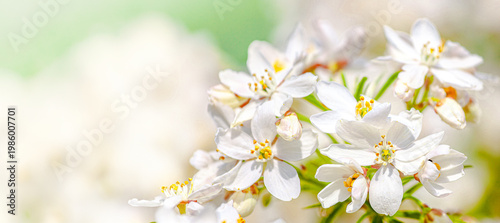 White blossom flowers close up. Choisya ternata - Oranger du Mexique - Aztec Pearl. mexican orange blossom flowers. White aromatic flowering Mexico plant, Popular tropical cultivated shrub