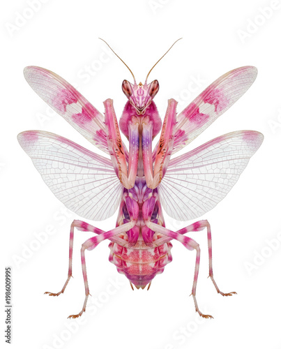 Isolated Pink Orchid Mantis on Pure White Background