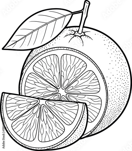 Vintage citrus illustration a detailed orange sketch