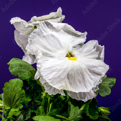 White Ruffled Pansy Flowers With Green Leaves Against Purple Background