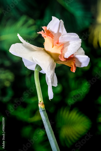 Double White And Orange Narcissus Flower With Water Drops