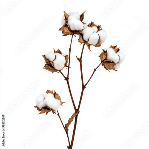 Cotton plant with sustainable florals showing white fluffy fibers and brown dried leaves on isolated white background for natural beauty