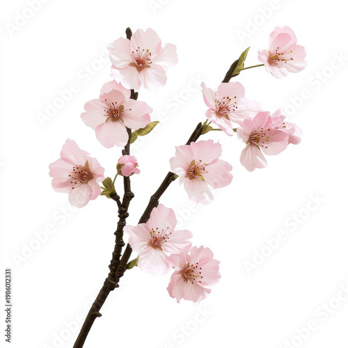 Cherry blossom branch with delicate pink florals and green leaves represents sustainable beauty in nature gentle springtime bloom