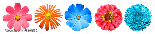 Colorful high quality flowers pack isolated on transparent background. PNG