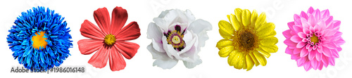 Colorful high quality flowers pack isolated on transparent background. PNG