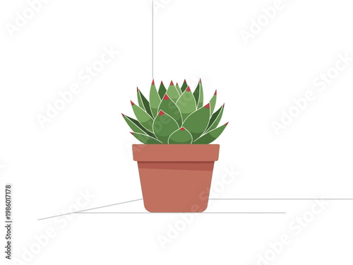 A Potted Succulent Plant in a Terracotta Pot.
