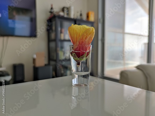 Quadro em tela yellow pink flower Abutilon hybrid