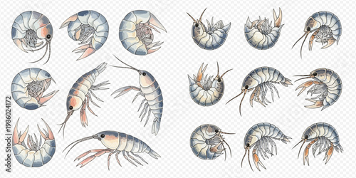 Set of watercolor amphipods and isopods, marine crustaceans, isolated on transparent background.
