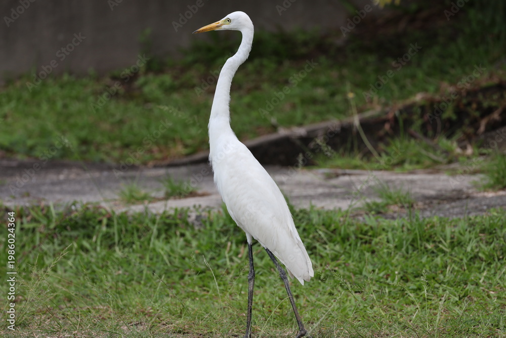 Fototapeta premium long necked white bird standing upright looking around (close-up)