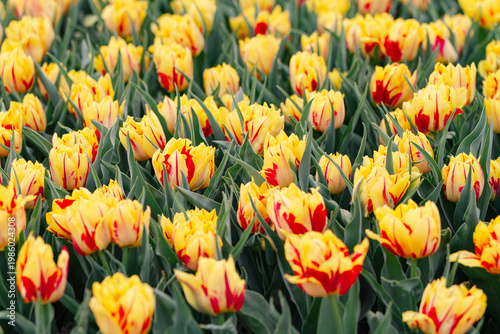 Yellow red tulips blooming field with bright colors