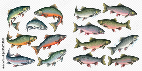 Set of various freshwater and saltwater fish species, including salmon, trout, and char, isolated on transparent background.