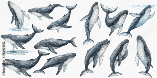 Watercolor illustration of various humpback whales in different poses, showcasing their majestic presence in the ocean.