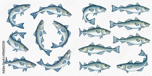Set of fresh cod fish in various poses, isolated on a transparent background, ready for culinary use.