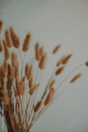 Fleurs séchées en gros plan avec fond flou minimaliste 