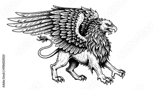 Gryphon engraving style illustration – mystical heraldic creature vector sketch