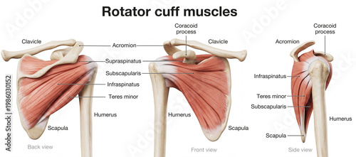 Rotator Cuff Muscles, Back, Front and Side View. Anatomical Illustration