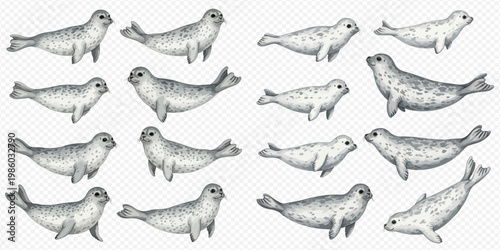 Watercolor illustration of various cute baby seals in different poses, isolated on a transparent background.