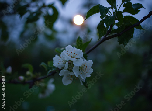 Beautiful blooming apple tree in the garden at sunset. Spring landscape.