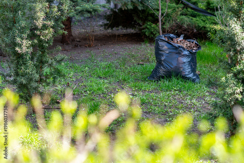 Cuadro en lienzo Black garden waste bag filled with dry leaves standing on a green lawn surrounded by coniferous bushes during spring garden cleanup, organic waste disposal and backyard maintenance