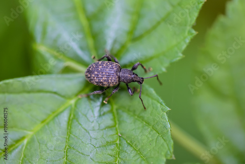 Ein Dickmaulrüssler auf einem Blatt.