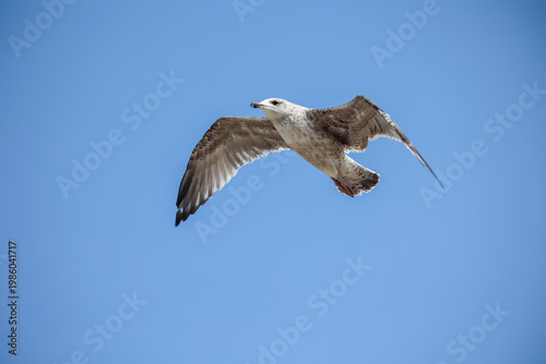 Eine Möwe überfliegt gerade den Strand.