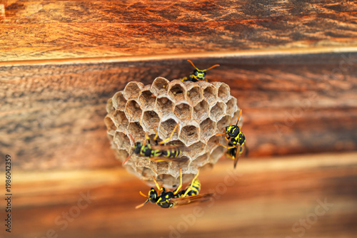 Wespen an einem Nest.
