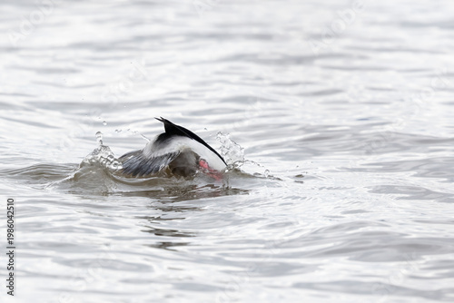 Male Bufflehead duck diving underwater with tail raised and copy space