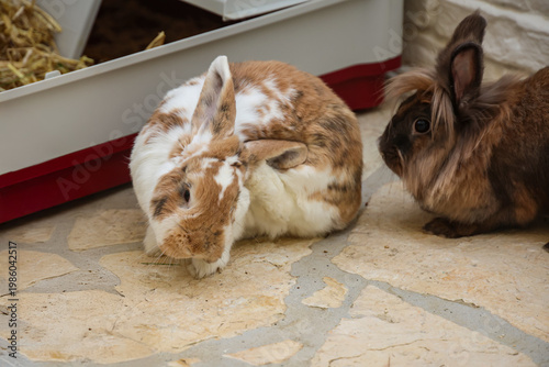Zwei Zwerghäschens im Hof.