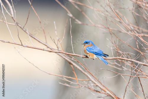 Male Eastern Bluebird perched on branch in spring