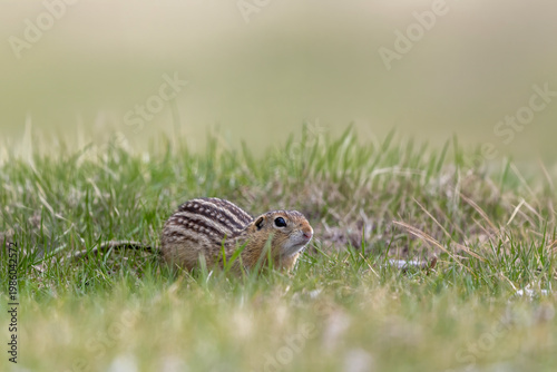Thirteen-lined Ground Squirrel in the green spring grass