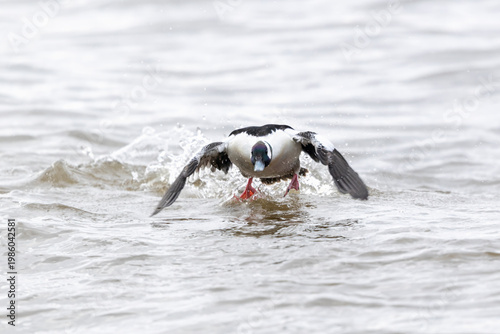 Male Bufflehead duck flapping wings 