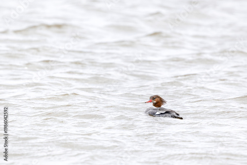 Female Common Merganser Swimming in rough water with copy space