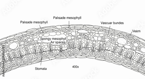 Cross-section of a leaf showing palisade and spongy mesophyll with vascular bundles and stomata