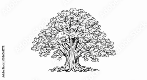A detailed black and white line drawing of a large, mature deciduous tree